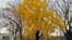  It's a rainy day in Washington, D.C., today. The Capitol Hill area is surrounded by ginkgo trees and a lot of leaves that turned into autumnal colors have fallen. But this particular ginkgo tree keeps all its beautiful fall color in this photo captured by VOA's Diaa Bekheet.