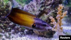 A colorful reef fish called a tubelip wrasse is seen feeding on coral in this undated photo released by James Cook University researchers in Townsville, Queensland, Australia, June 5, 2017. (Courtesy Victor Huertas / David Bellwood)