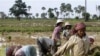 Local Cambodian villagers plant rice in a farm field during the rainy season in Prakar village.