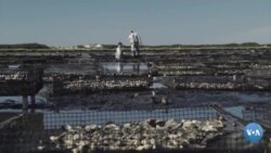 Ustritsa qanday yetishtirilishini ko’rganmisiz?