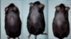 Researchers Stumble Across Hair Growth Treatment