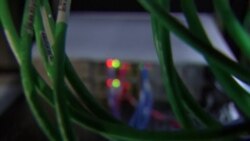 Fraud and Other Cyber Crimes are Growing