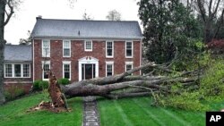 Un árbol derribado por la tormenta en Prospect, Kentucky, el 2 de abril de 2024.