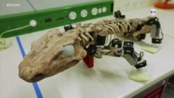 TEC/CIENCIA: Robot fósil ayuda a conocer cómo caminaban animales extintos
