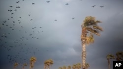 Burung-burung beterbangan di pelabuhan tua Cesarea, Israel, 19 Januari 2018. (Foto: dok).