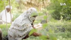 Pakistan 10 Billion Trees -- USAGM