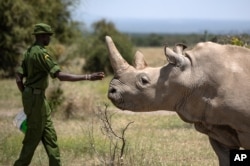 FILE - A ranger reaches out toward female northern white rhino Najin in her enclosure at Ol Pejeta Conservancy, Kenya.