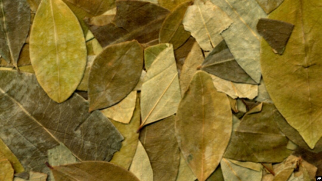 Coca leaves