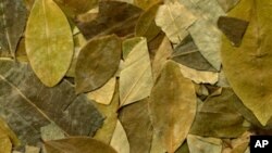 Coca leaves