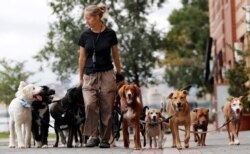 Kathleen Chirico walks several dogs as part of her daily routine as a dog walker, Sept. 30, 2015, in Hoboken, N.J.