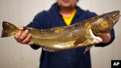 FILE - This Oct. 29, 2015 file photograph shows a cod to be auctioned off in Portland, Maine. Many people are concerned about the cost of fish as restrictions on trade with Russia go into effect. (AP Photo/Robert F. Bukaty)