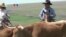 Landmark: Hidup Ala Cowboy