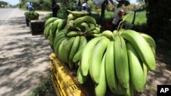 A man sells bananas near a quarantined banana plantation affected by a destructive fungus near Riohacha, Colombia, Thursday, Aug. 22, 2019. A disease that ravages banana crops has made its long-dreaded arrival in Latin America. (AP Photo/Fernando Vergara)