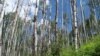 Aspen, the most widespread tree in North America, is suffering from what scientists call sudden drought-induced death from climate change. (Credit: Kimberly Pham) 