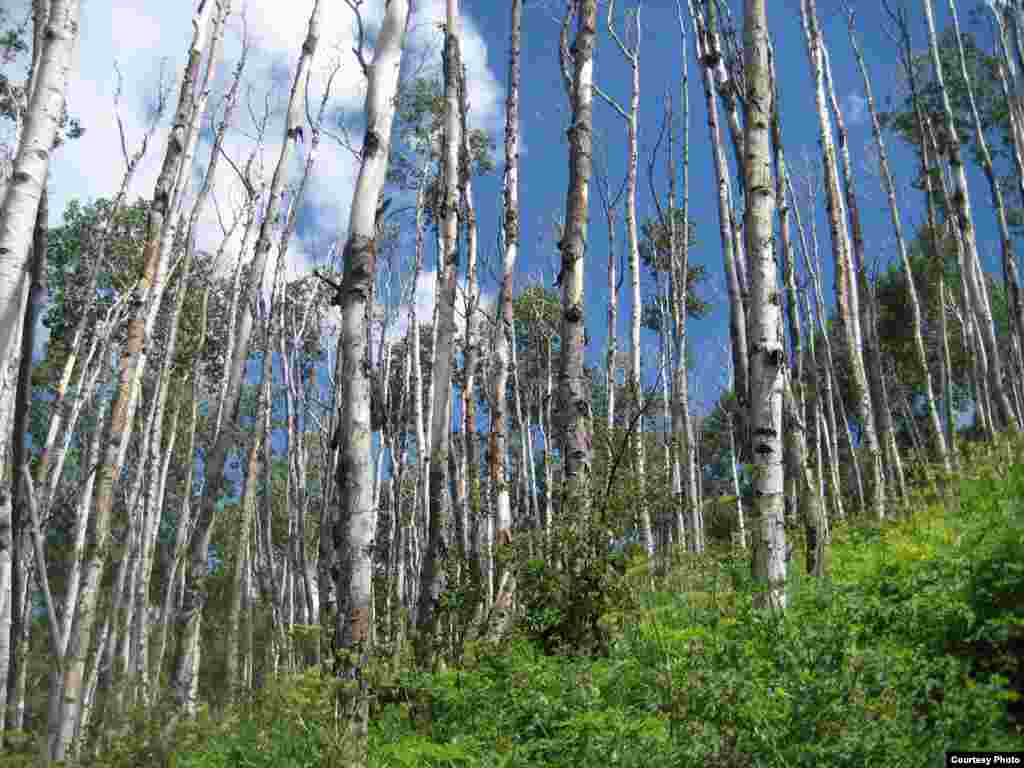 Aspen, the most widespread tree in North America, is suffering from what scientists call sudden drought-induced death from climate change. (Credit: Kimberly Pham) 