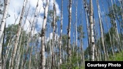 Aspen, the most widespread tree in North America, is suffering from what scientists call sudden drought-induced death from climate change. (Credit: Kimberly Pham) 