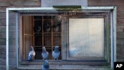 Pigeons perch wrong  of their loft successful  Ranst, Belgium, Jan. 13, 2025.