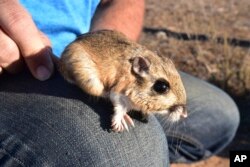 FILE - This image released by the U.S. Fish and Wildlife Service shows a Stephens’ kangaroo rat is seen on a person's knee as it’s held by the tail on Oct. 16, 2017.