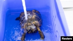 La tortuga Janus se da un baño en el Museo de Historia Natural de Ginebra, el 2 de septiembre del 2022. REUTERS/Pierre Albouy