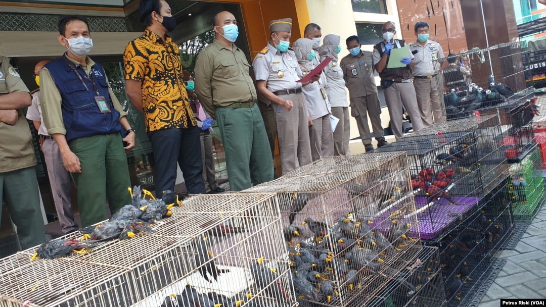 633 satwa jenis burung dan kura-kura hasil penyelundupan diamankan di Balai Besar Karantina Pertanian Surabaya (foto: VOA/Petrus Riski)