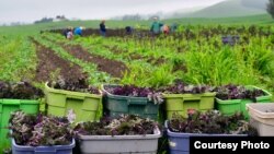 FILE - A CropMobster gleaning, collecting leftover crops from farmers' fields to avoid food waste. (Photo by Gary Cedar)