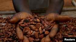FILE—A farmer holds cocoa beans while he is drying them at a village in Sinfra, Ivory Coast April 29, 2023. 
