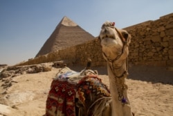 A camel in front of the Pyramids at Giza, Egypt, July 13, 2013. (A. Arabasadi/VOA)