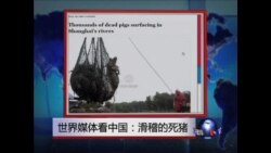 世界媒体看中国：滑稽的死猪 