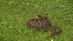 La serpiente más peligrosa de Centro América