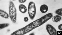 FILE - Legionella pneumophila bacteria, which are responsible for causing the pneumonic disease Legionnaires' disease, are seen in this 1978 electron microscope image made available by the Centers for Disease Control and Prevention.