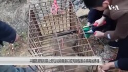 中国政府暂时禁止野生动物贩卖以应对新型致命病毒的传播