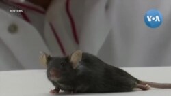 Nghiên cứu phục hồi khả năng đi lại sau khi bị liệt