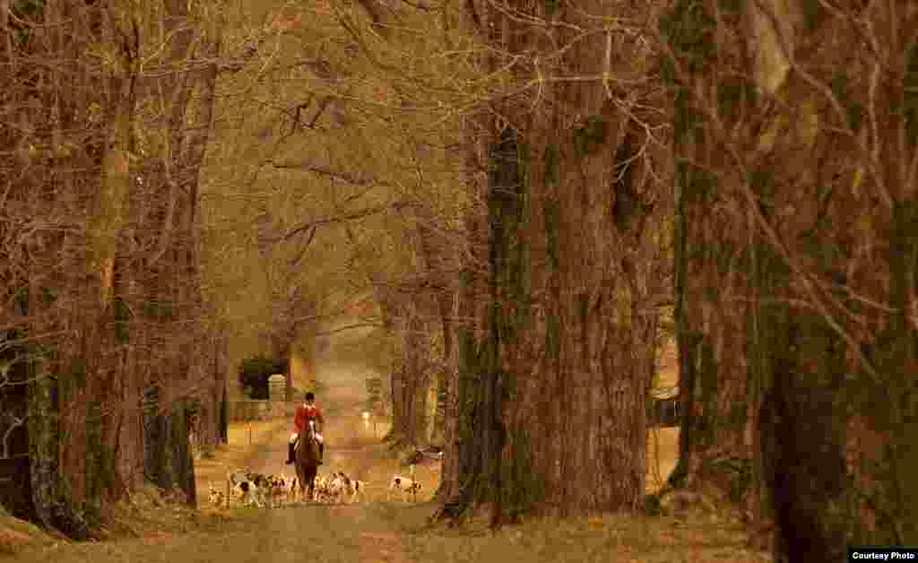 A scarlet-jacketed fox hunter leads his hounds to the gathering spot. First established in 1887 and recognized by 1893, the Warrenton Hunt is one of the oldest in the area and provides numerous topographical challenges. (&copy; Kenneth Garrett Photography)