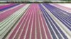 An aerial picture shows a field of hyacinths in Plomeur, western France.