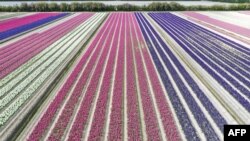A field of hyacinths flowers in Plomeur, western France.