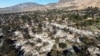 FILE - The remains of residences destroyed by the Eaton Fire line a neighborhood in Altadena, Calif., on Jan. 21, 2025. 