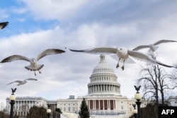 Sekawanan burung camar terbang di dekat gedung DPR AS di Washington, DC pada 2 Januari 2025. (Foto: AFP)