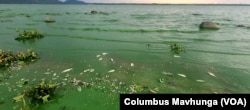 Dead fish wash ashore at Lake Chivero, Zimbabwe, on Dec. 18, 2024.