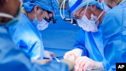 Doctors prepare patient Towana Looney to receive a gene-edited pig kidney at NYU Langone Health in New York City on Nov. 25, 2024.