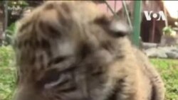 Тигренок по имени COVID