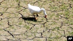 A goose feeds on the bank of a dried-up creek bed near Lake Arlington in Arlington, Texas, August, 2011.