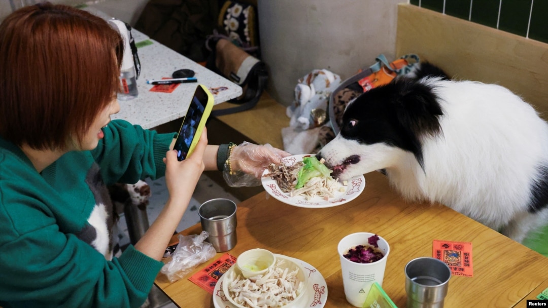 A dog owner takes a photo as she feeds her pet during a "dinner for dogs" event at Kong Shan Yunnan Bistro in Shanghai on Jan. 25, 2025. Many young Chinese people forgo having children and get pets instead.