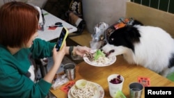 A dog owner takes a photo as she feeds her pet during a "dinner for dogs" event at Kong Shan Yunnan Bistro in Shanghai on Jan. 25, 2025. Many young Chinese people forgo having children and get pets instead.