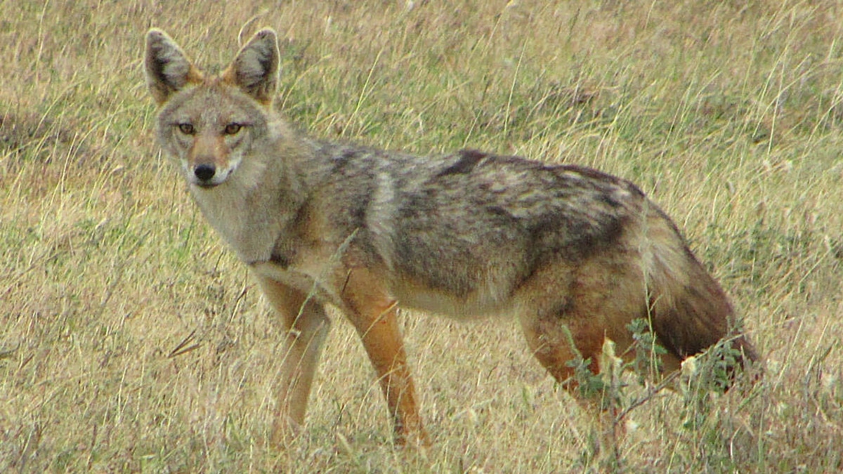 When is a Jackal Not a Jackal? When it's Really a 'Golden Wolf'