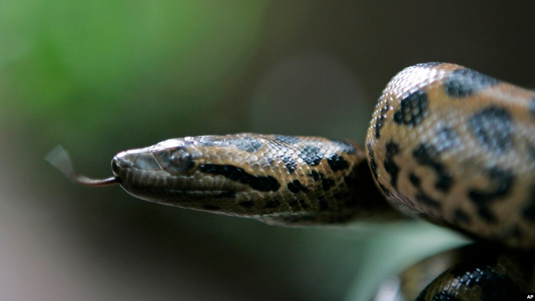 ARSIP - Seekor bayi anaconda hijau berusia lima hari di kebun binatang Kolombo di Kolombo, Sri Lanka, Rabu, 16 Juli 2008 (foto: AP Photo/Gemunu Amarasinghe)