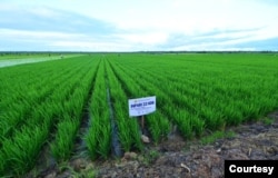 Lahan sawah padi di distrik Kurik, Merauke, Papua Selatan. (Foto: dok Setpres)