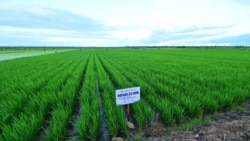 FILE - Lahan sawah padi di distrik Kurik, Merauke, Papua Selatan. (Foto: dok Setpres)