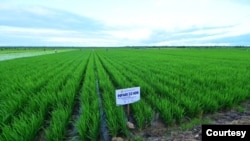 FILE - Lahan sawah padi di distrik Kurik, Merauke, Papua Selatan. (Foto: dok Setpres)