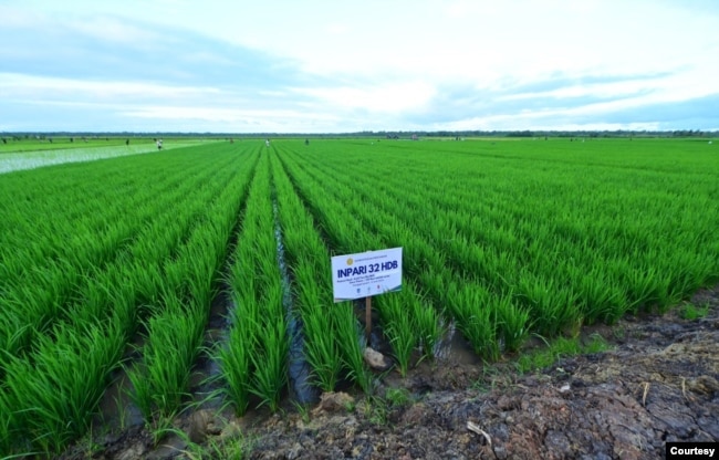 Lahan sawah padi di distrik Kurik, Merauke, Papua Selatan. (Foto: dok Setpres)