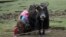 File - A Tibetan herdswoman milks a yak on a grassland in Yangkang township of Tianjun county, Qinghai province. 